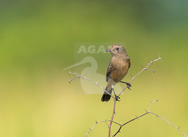 Female Pied bush chat (Saxicola caprata) wintering in India. stock-image by Agami/Marc Guyt,