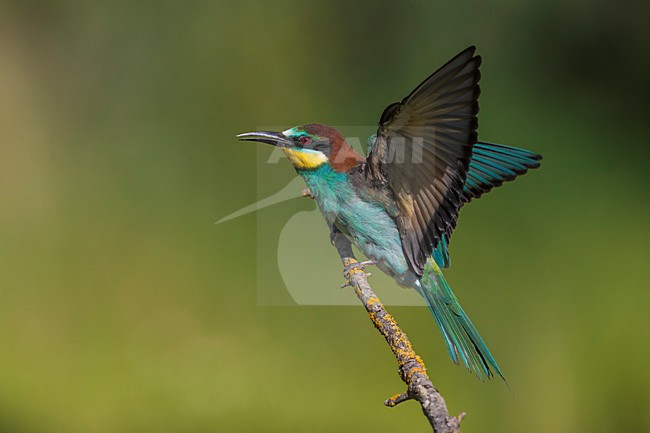 Bijeneter, European Bee-eater, Merops apiaster stock-image by Agami/Daniele Occhiato,