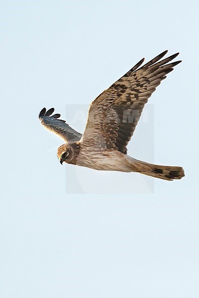 Female Pallid Harrier (Circus macrourus) hunting over Yotvata fields, Israel stock-image by Agami/Marc Guyt,