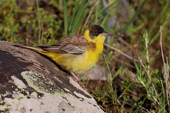 Mannetje Zwartkopgors; Male Black-headed Bunting stock-image by Agami/Daniele Occhiato,