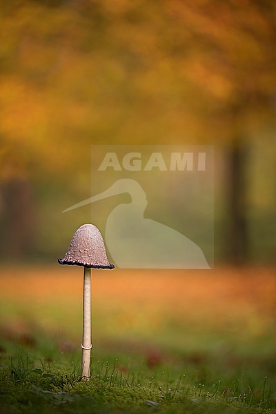 inktzwam; Coprinus spec stock-image by Agami/Rob Olivier,