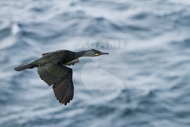 Adult European Shag (Phalacrocorax aristotelis aristotelis) in breeding colony in arctic northern Norway during breeding season. stock-image by Agami/Ralph Martin,