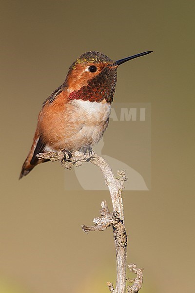 Adult male
Los Angeles Co., CA
January 2013 stock-image by Agami/Brian E Small,