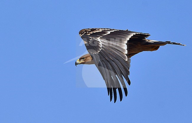 A majestic Eastern Imperial Eagle flew off a dead camel in Oman. stock-image by Agami/Eduard Sangster,