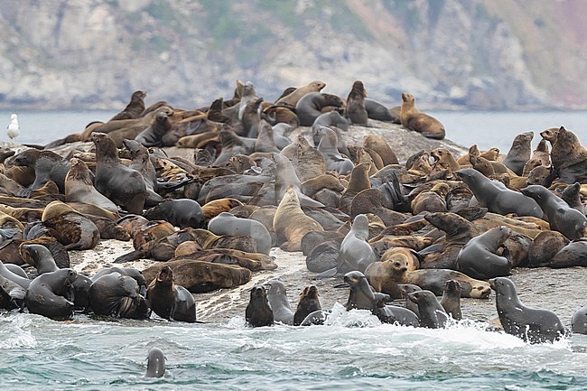 Cape Fur Seal (Arctocephalus pusillus), colony near Hout Bay, Western Cape, South Africa stock-image by Agami/Saverio Gatto,