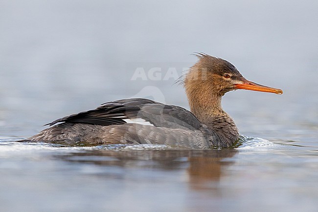 Red-breasted Merganser (Mergus serrator), side view of an individual swimming, Campania, Italy stock-image by Agami/Saverio Gatto,