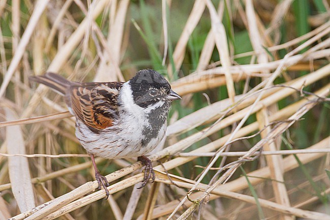 Reed Bunting - Rohrammer - Emberiza schoeniclus ssp. schoeniclus, Germany, adult male stock-image by Agami/Ralph Martin,