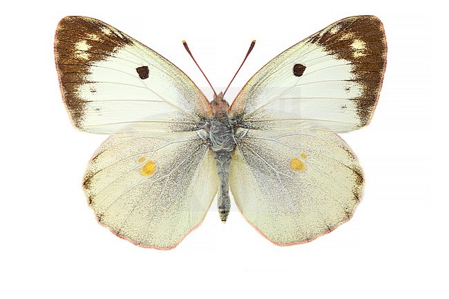 Zuidelijke luzernevlinder, Berger's Clouded Yellow, Colias alfacariensis stock-image by Agami/Wil Leurs,