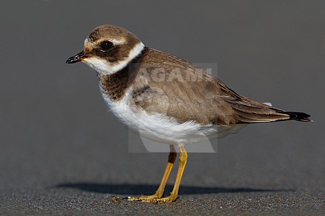 Juveniele Bontbekplevier; Juvenile Common Ringed Plover stock-image by Agami/Daniele Occhiato,