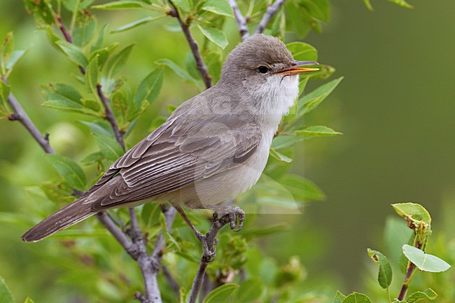 Grote Vale Spotvogel zingend op tak; Upchers Warbler singing on branch stock-image by Agami/Daniele Occhiato,