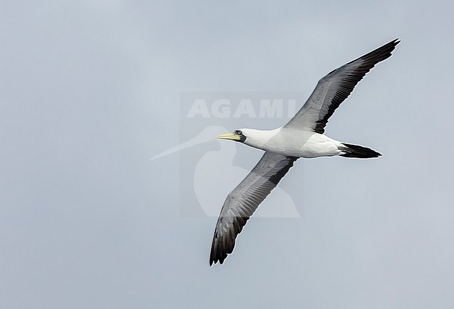Adult Masked Booby (Sula dactylatra) at sea in the Pacific Ocean, around the Solomon Islands. stock-image by Agami/Marc Guyt,