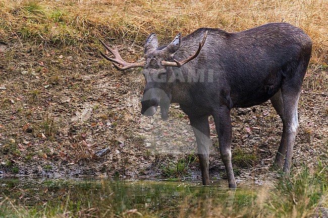 A captive Eurasian elk, Alces alces, at water hole. Bayerischer Wald National Park, Bavaria, Germany. stock-image by Agami/Sergio Pitamitz,