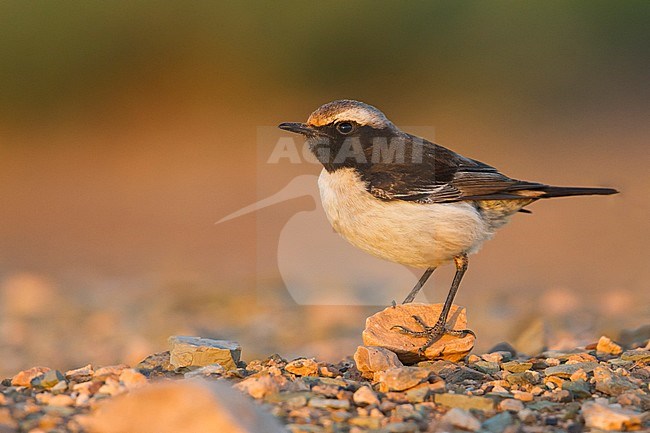 Red-rumped Wheatear - Fahlbürzel-Steinschmätzer - Oenanthe moesta, Morocco, adult male stock-image by Agami/Ralph Martin,