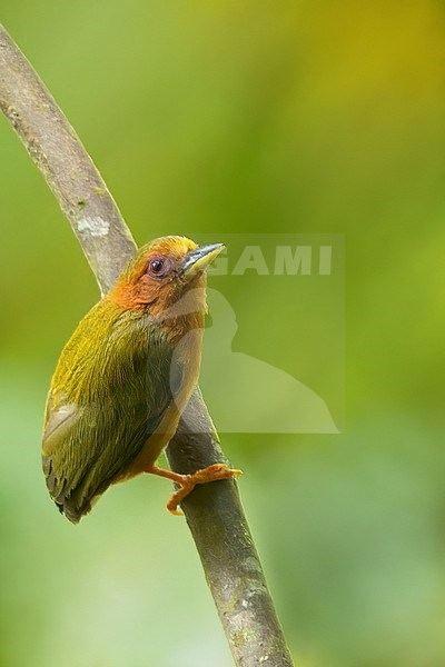 Rufous Piculet (Sasia abnormis) Perched on a branch in Borneo stock-image by Agami/Dubi Shapiro,