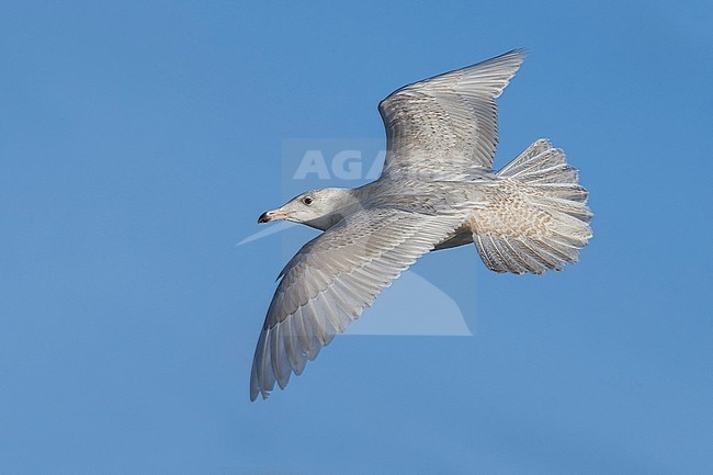 Grote Burgemeester, Glaucous Gull, Larus hyperboreus stock-image by Agami/Daniele Occhiato,