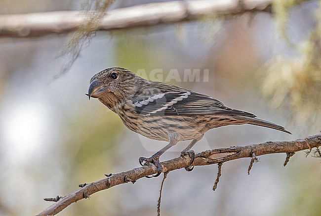 Endangered Hispaniolan Crossbill (Loxia megaplaga) in the Dominican Republic. stock-image by Agami/Pete Morris,