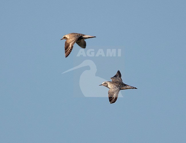 Two adult Grey Plovers (Pluvialis squatarola) in flight during late summer in the Netherlands. Also known as Black-bellied Plover. stock-image by Agami/Edwin Winkel,