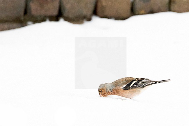 Chaffinch (Fringilla coelebs) feeding in the snow in an urban backyard in the Netherlands during a cold period in winter. stock-image by Agami/Arnold Meijer,