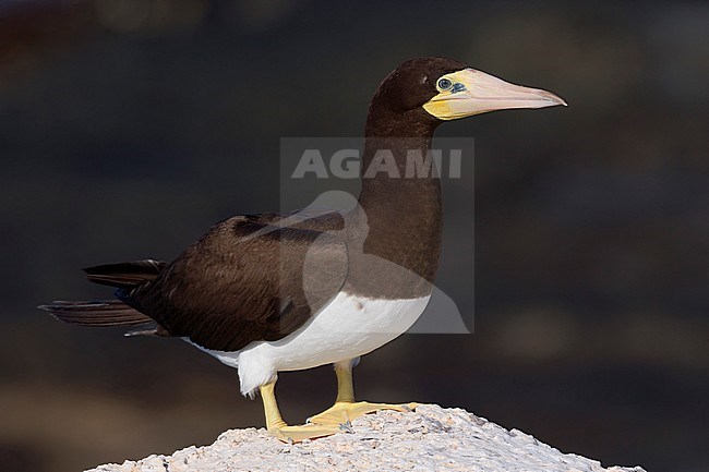 Brown Booby, adult, Raso, Cape Verde (Sula leucogaster) stock-image by Agami/Saverio Gatto,