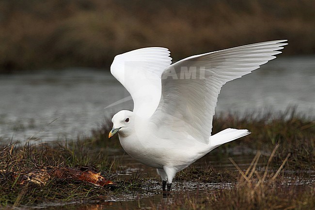Volwassen Ivoormeeuw, Adult Ivory Gull stock-image by Agami/Karel Mauer,