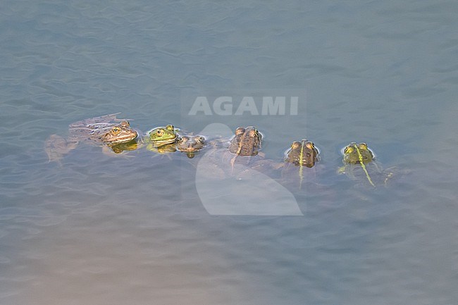 Unidentified Green Frogs (Pelophylax sp.) against each other, in a pond. stock-image by Agami/Sylvain Reyt,