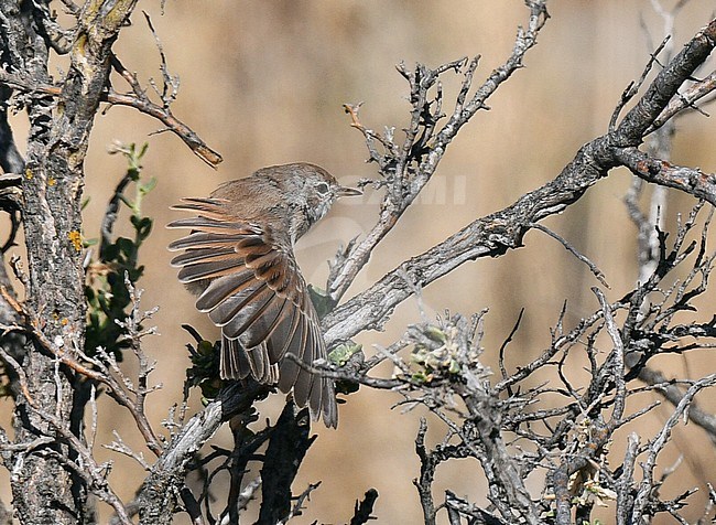 Spectacled Warbler (Sylvia conspicillata) perched in a small bush during late summer or early autumn in Spain. stock-image by Agami/Laurens Steijn,