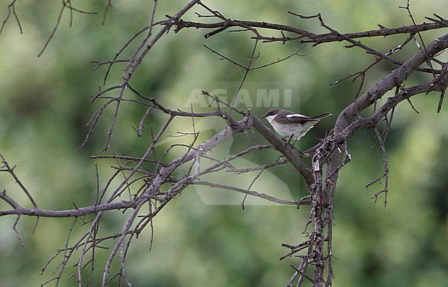 Second calender year male Iberian Pied Flycatcher (Ficedula hypoleuca iberiae) at Tarifa, Andalucia in southern Spain stock-image by Agami/Helge Sorensen,