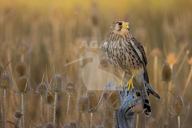 Eurasian Kestrel, Falco tinnunculus, in Italy. stock-image by Agami/Daniele Occhiato,