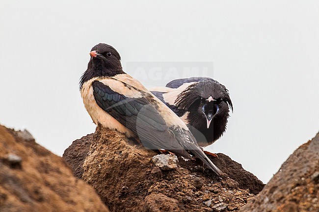 Couple of Rosy Starling displaying stock-image by Agami/Vincent Legrand,