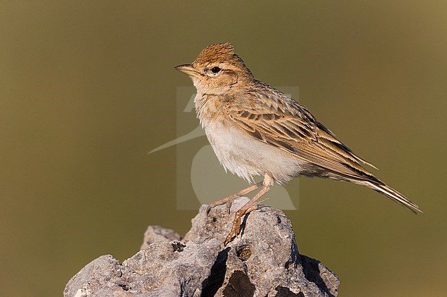 Adult Greater Short-toed Lark, Calandrella brachydactyla,  during spring in Italy. stock-image by Agami/Daniele Occhiato,