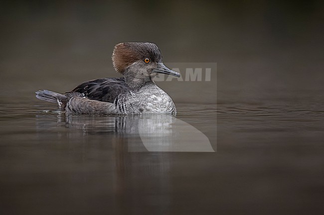 Escaped first-winter male Hooded Merganser (Lophodytes cucullatus) swimming on a pool in Charleroi, Belgium. stock-image by Agami/Vincent Legrand,
