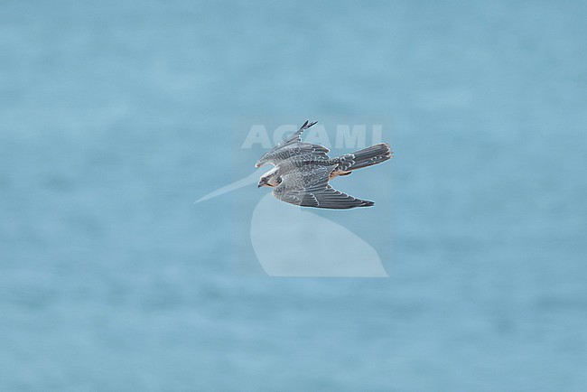 Lanner Falcon (Falco biarmicus erlangeri) in flight. stock-image by Agami/David Monticelli,