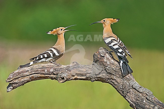 Eurasian Hoopoe (Upupa epops) in Italy stock-image by Agami/Alain Ghignone,