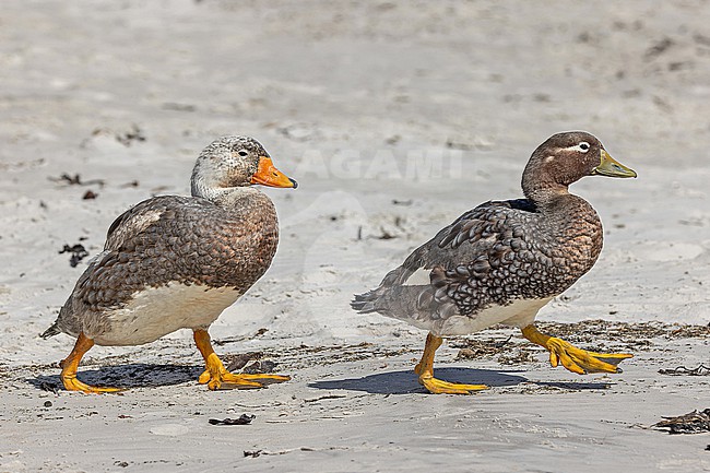 Falkland Steamer Duck (Tachyeres brachypterus) a flightless endemic of the Falkland Islands. stock-image by Agami/Pete Morris,