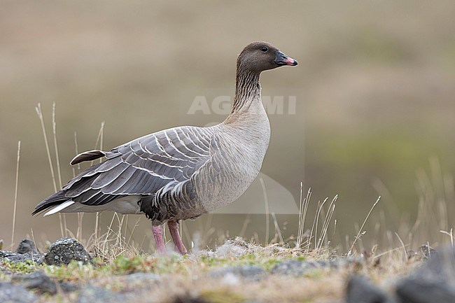 Pink-footed Goose (Anser brachyrhynchus), adult female standing on the ground, Northwestern Region, Iceland stock-image by Agami/Saverio Gatto,