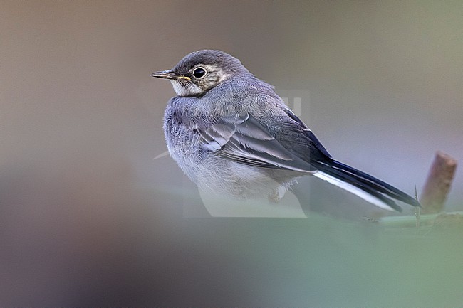 Juvenile Pied Wagtail, Motacilla yarrellii, in Italy. stock-image by Agami/Daniele Occhiato,