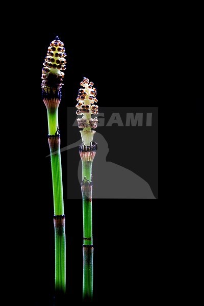 Rough Horsetail, Equisetum hyemale stock-image by Agami/Wil Leurs,