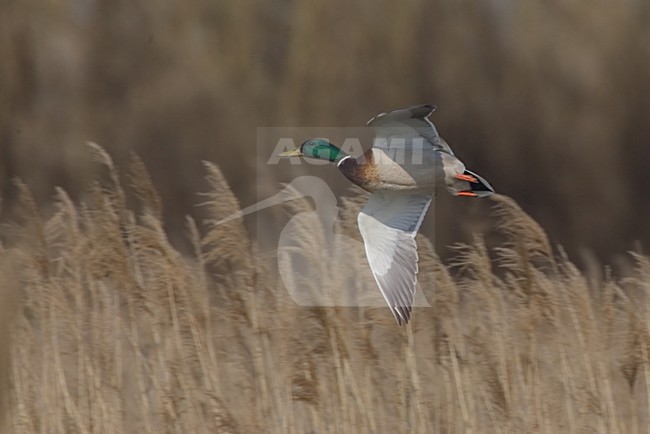 Wilde Eend vliegend; Mallard in flight stock-image by Agami/Daniele Occhiato,