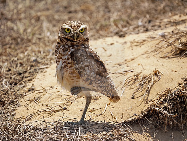 Burrowing owl, Athene cunicularia. Standing next to it's nest, on one leg, looking into the camera. stock-image by Agami/Hans Germeraad,