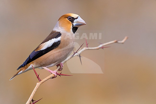 Hawfinch, Coccothraustes coccothraustes, in Italy. Perched on a twig. stock-image by Agami/Daniele Occhiato,