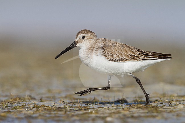 Dunlin, Calidris alpina, Oman, wintering individual. Running along the beach. stock-image by Agami/Ralph Martin,