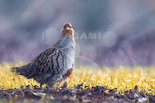 Male Grey Partridge (Perdix perdix italica) in Italy. stock-image by Agami/Daniele Occhiato,