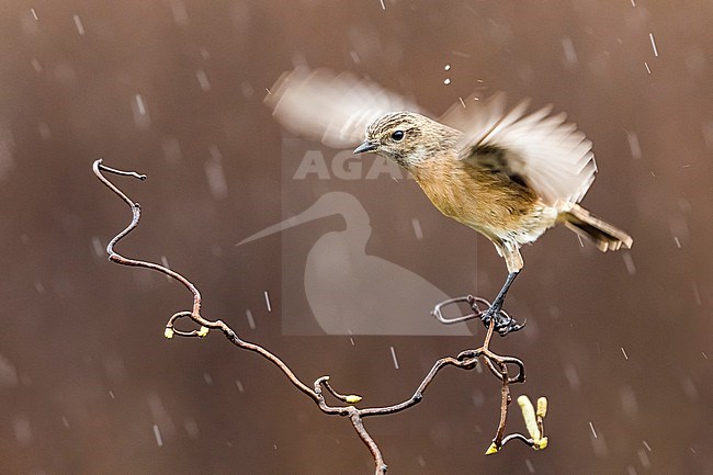Female European Stonechat (Saxicola rubicola) in Italy. In flight. stock-image by Agami/Daniele Occhiato,