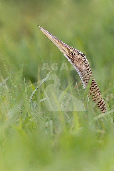 Pinnated Bittern (Botaurus pinnatus)  in El Salvador stock-image by Agami/Dubi Shapiro,