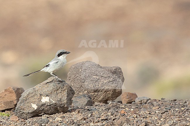 Great grey shrike (Lanius excubitor), koenigi subspecies, standing on a rock, with the desert producing an orange background, in Fuerteventura, Canary islands. stock-image by Agami/Sylvain Reyt,