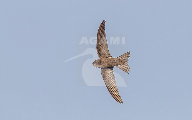 Cape Verde Swift (Apus alexandri) flying over Praia cliffs, Santiago, Cape Verde. stock-image by Agami/Vincent Legrand,