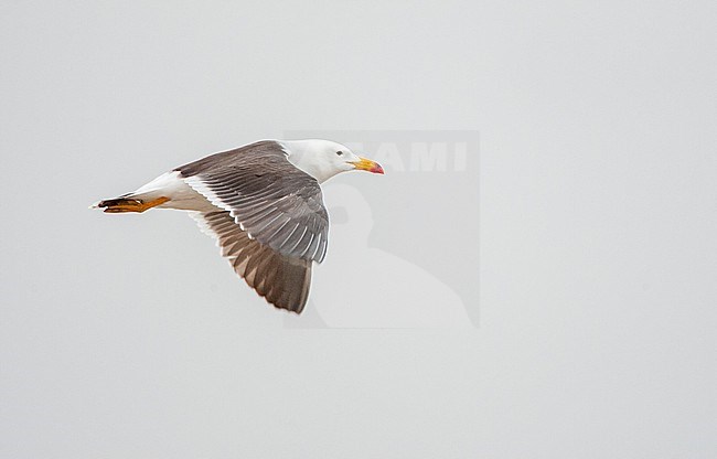 Belcher's Gull (Larus belcheri), also known as the band-tailed gull, at the coast of the Humboldt Current in Lima, Peru. stock-image by Agami/Marc Guyt,