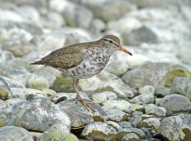 Adulte Amerikaanse Oeverloper, Spotted Sandpiper adult stock-image by Agami/Pete Morris,