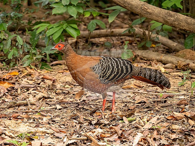Siamese Fireback, Lophura diardi stock-image by Agami/Hans Germeraad,
