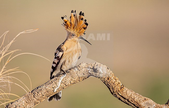 Early morning Hoopoe stock-image by Agami/Onno Wildschut,